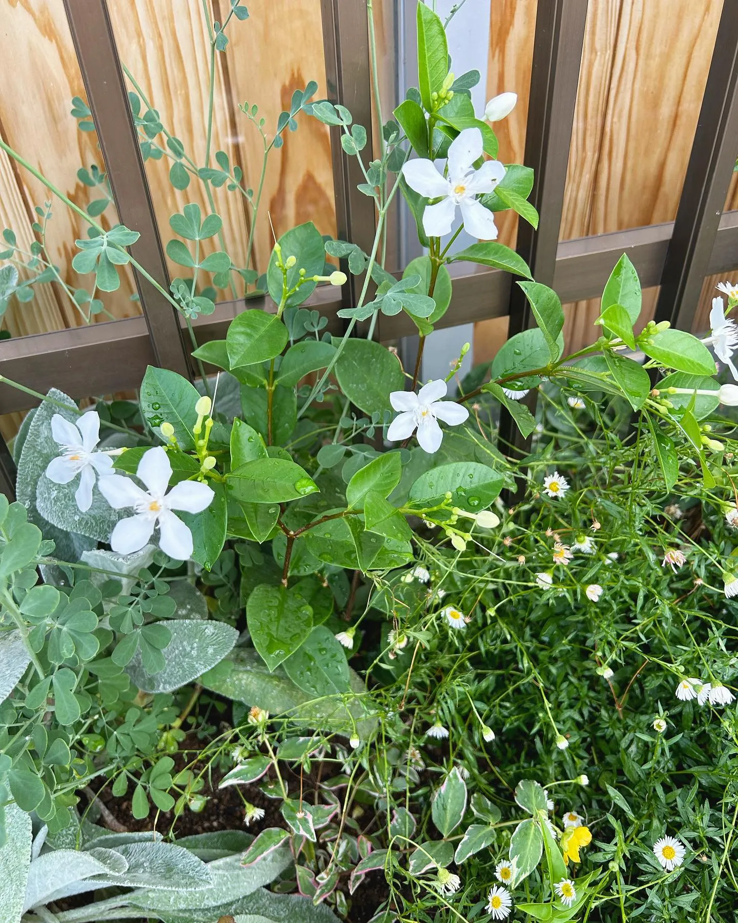 ムトー商店さんの花壇プロジェクト